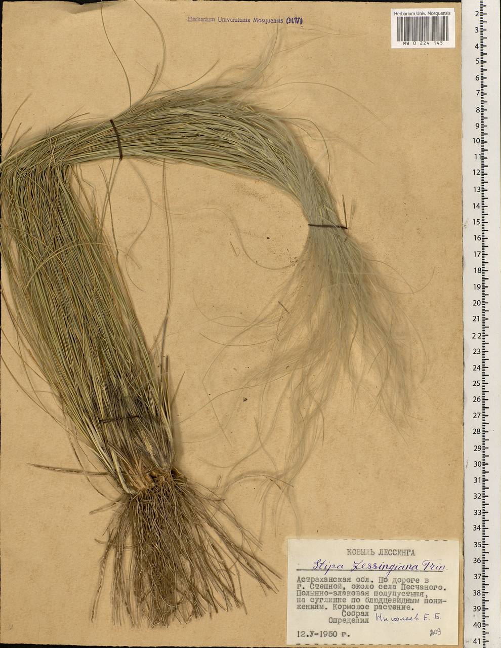 Stipa lessingiana Trin. & Rupr., Eastern Europe, Lower Volga region (E9) (Russia)
