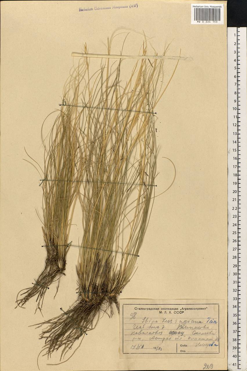 Stipa lessingiana Trin. & Rupr., Eastern Europe, Lower Volga region (E9) (Russia)