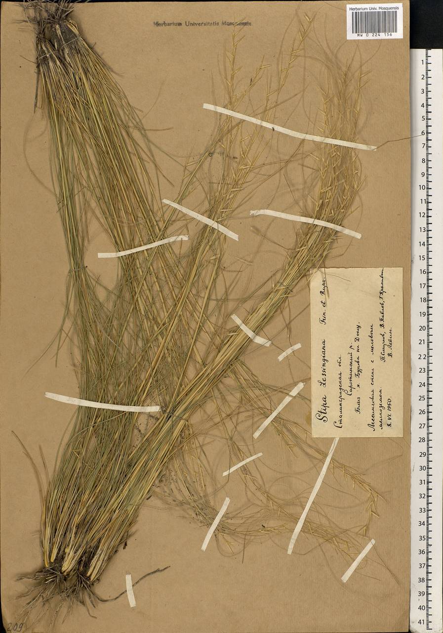 Stipa lessingiana Trin. & Rupr., Eastern Europe, Lower Volga region (E9) (Russia)