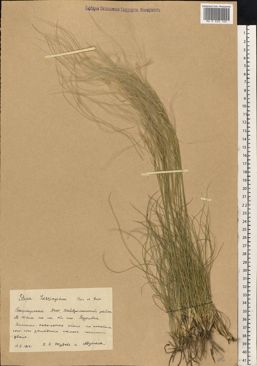 Stipa lessingiana Trin. & Rupr., Eastern Europe, Eastern region (E10) (Russia)