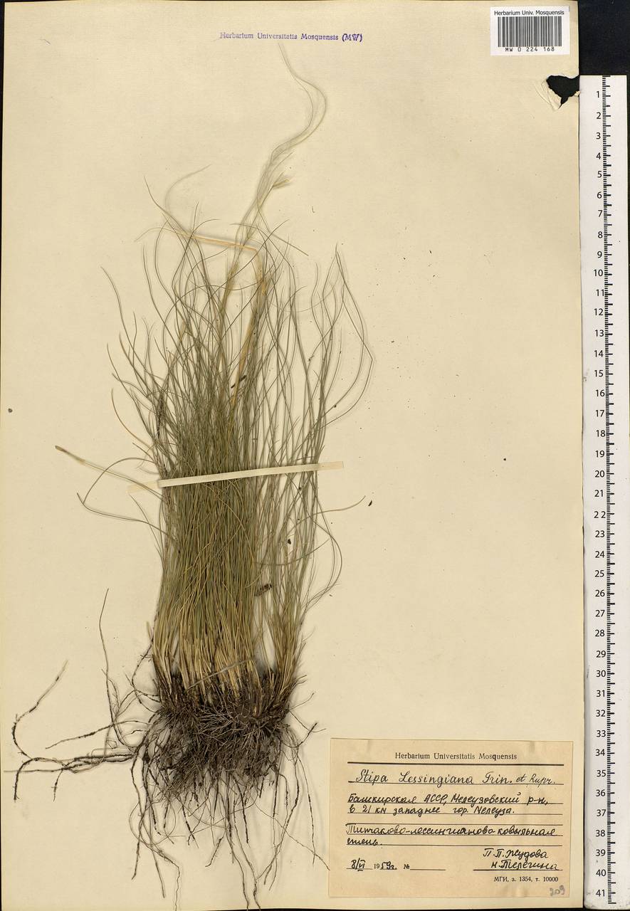 Stipa lessingiana Trin. & Rupr., Eastern Europe, Eastern region (E10) (Russia)