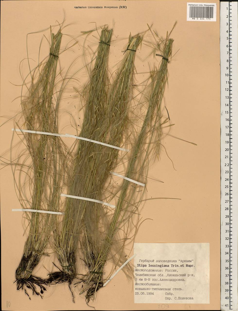 Stipa lessingiana Trin. & Rupr., Eastern Europe, Eastern region (E10) (Russia)