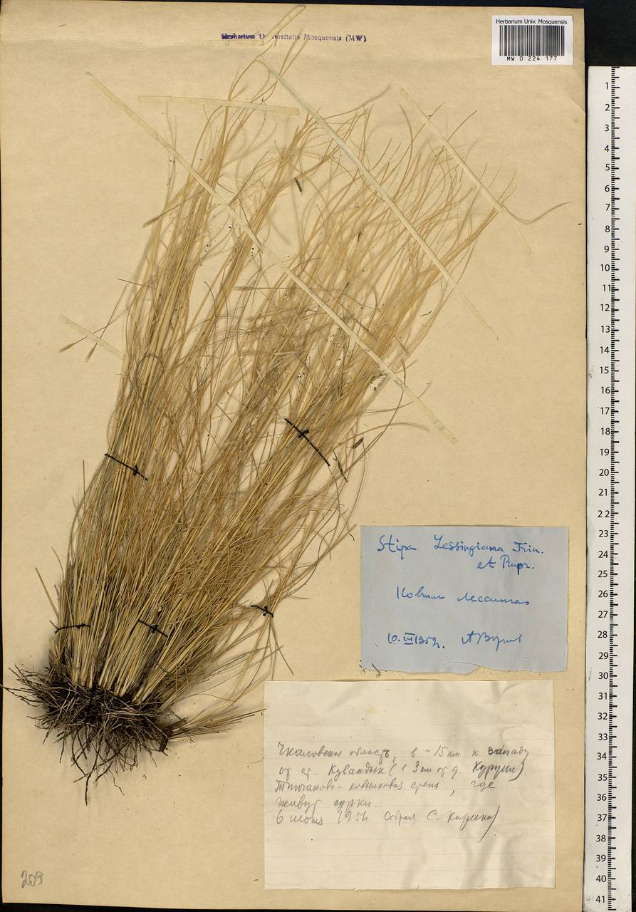 Stipa lessingiana Trin. & Rupr., Eastern Europe, Eastern region (E10) (Russia)