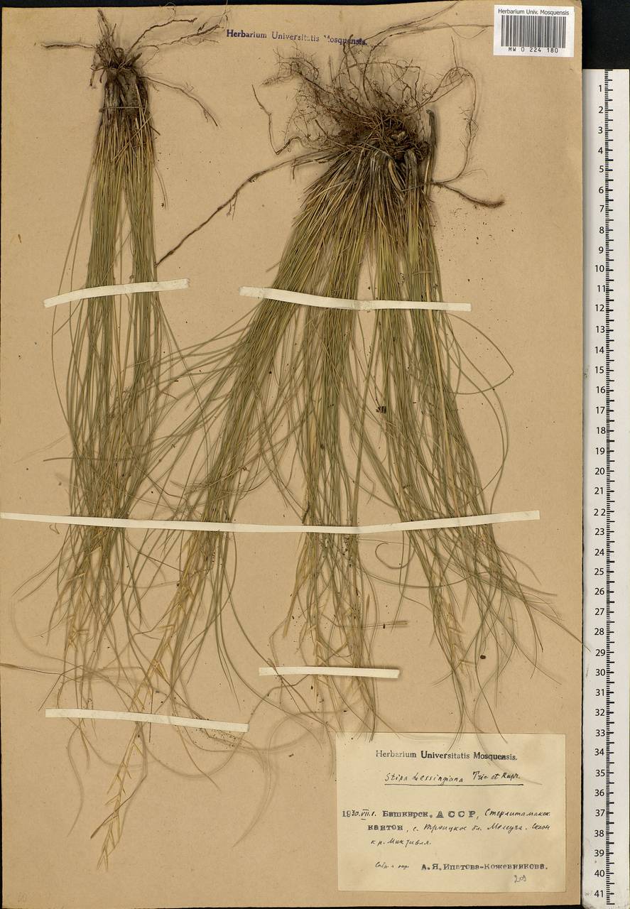 Stipa lessingiana Trin. & Rupr., Eastern Europe, Eastern region (E10) (Russia)