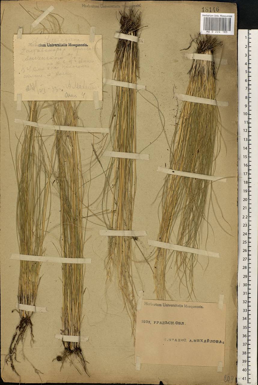 Stipa lessingiana Trin. & Rupr., Eastern Europe, Eastern region (E10) (Russia)