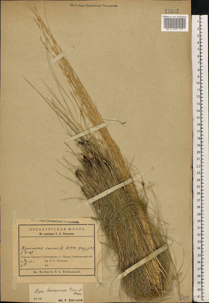 Stipa lessingiana Trin. & Rupr., Eastern Europe, Eastern region (E10) (Russia)