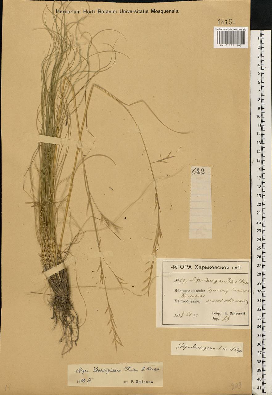 Stipa lessingiana Trin. & Rupr., Eastern Europe, North Ukrainian region (E11) (Ukraine)