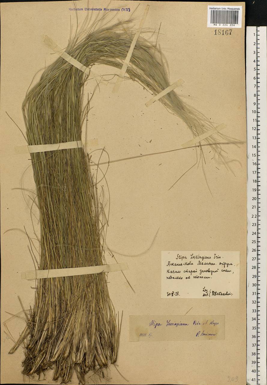 Stipa lessingiana Trin. & Rupr., Eastern Europe, South Ukrainian region (E12) (Ukraine)