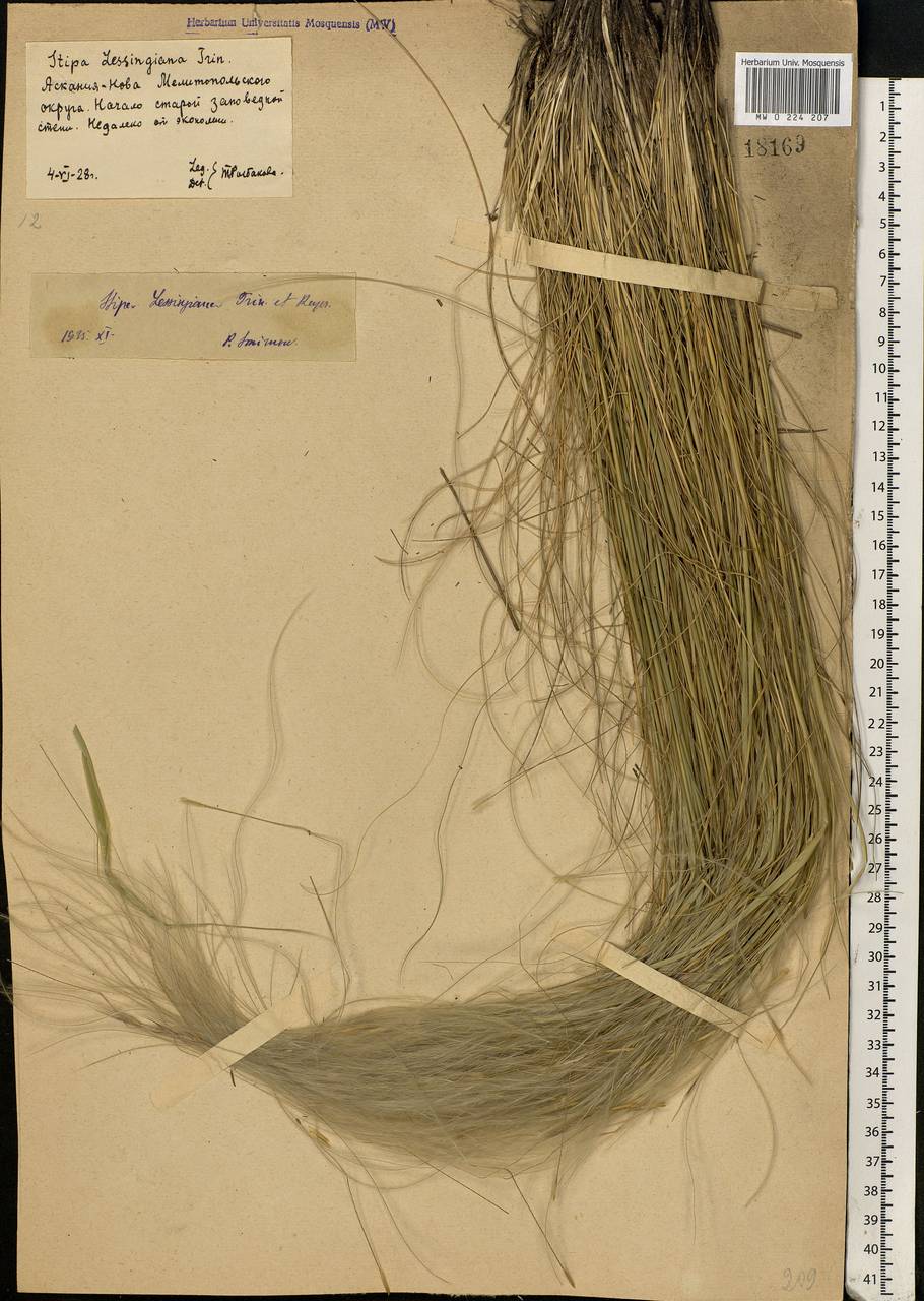Stipa lessingiana Trin. & Rupr., Eastern Europe, South Ukrainian region (E12) (Ukraine)