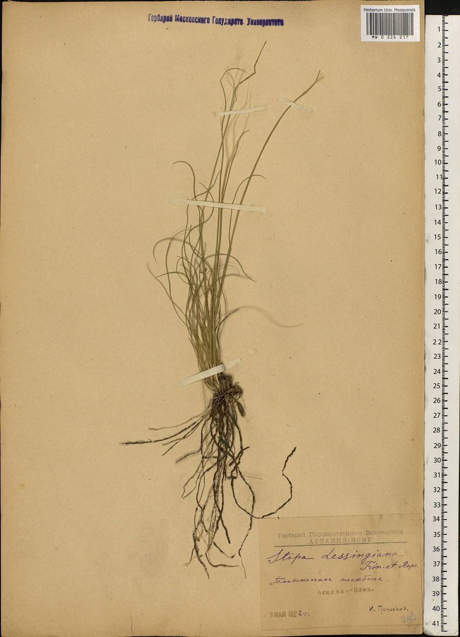 Stipa lessingiana Trin. & Rupr., Eastern Europe, South Ukrainian region (E12) (Ukraine)