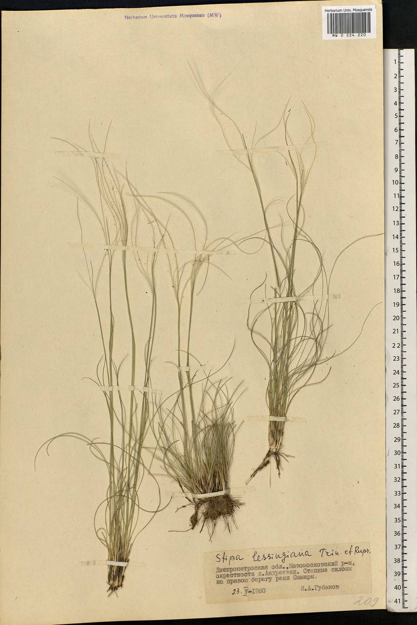 Stipa lessingiana Trin. & Rupr., Eastern Europe, South Ukrainian region (E12) (Ukraine)