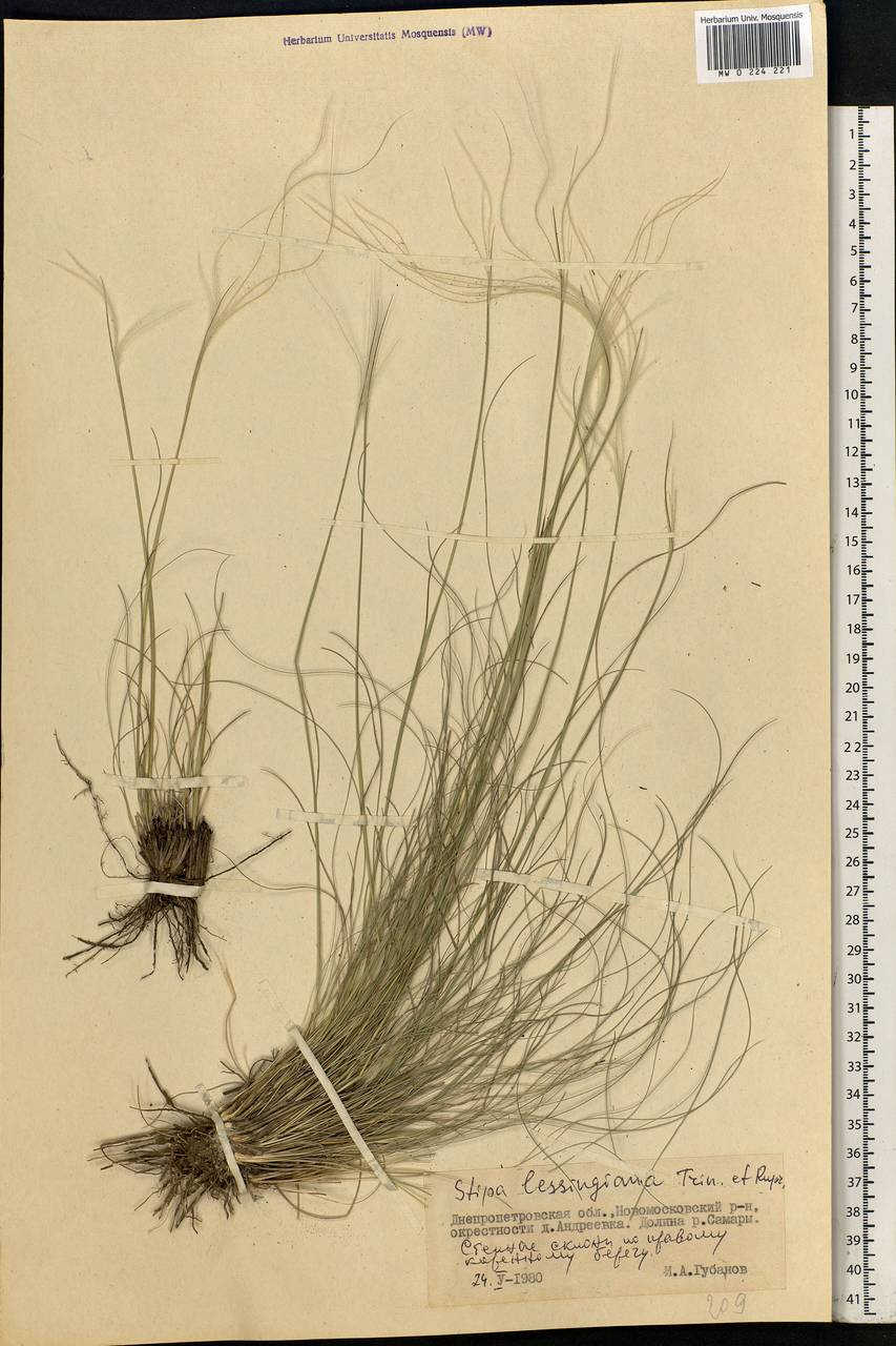 Stipa lessingiana Trin. & Rupr., Eastern Europe, South Ukrainian region (E12) (Ukraine)