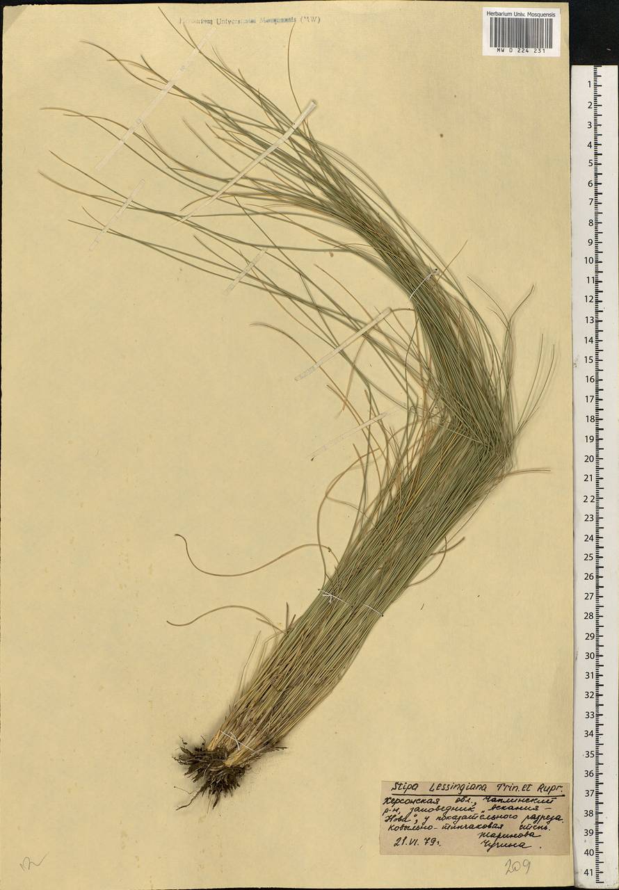 Stipa lessingiana Trin. & Rupr., Eastern Europe, South Ukrainian region (E12) (Ukraine)