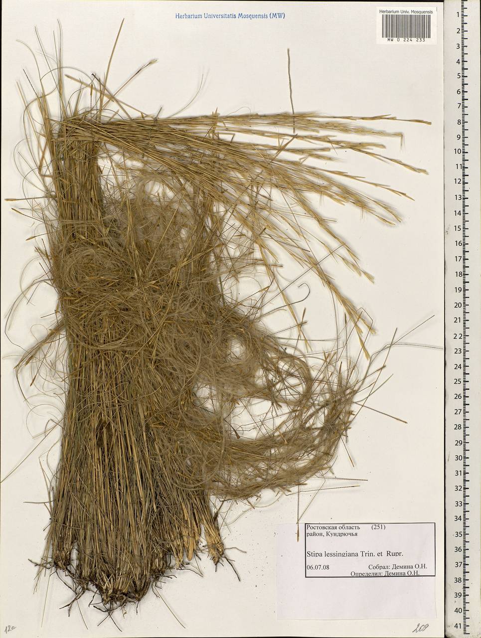 Stipa lessingiana Trin. & Rupr., Eastern Europe, Rostov Oblast (E12a) (Russia)