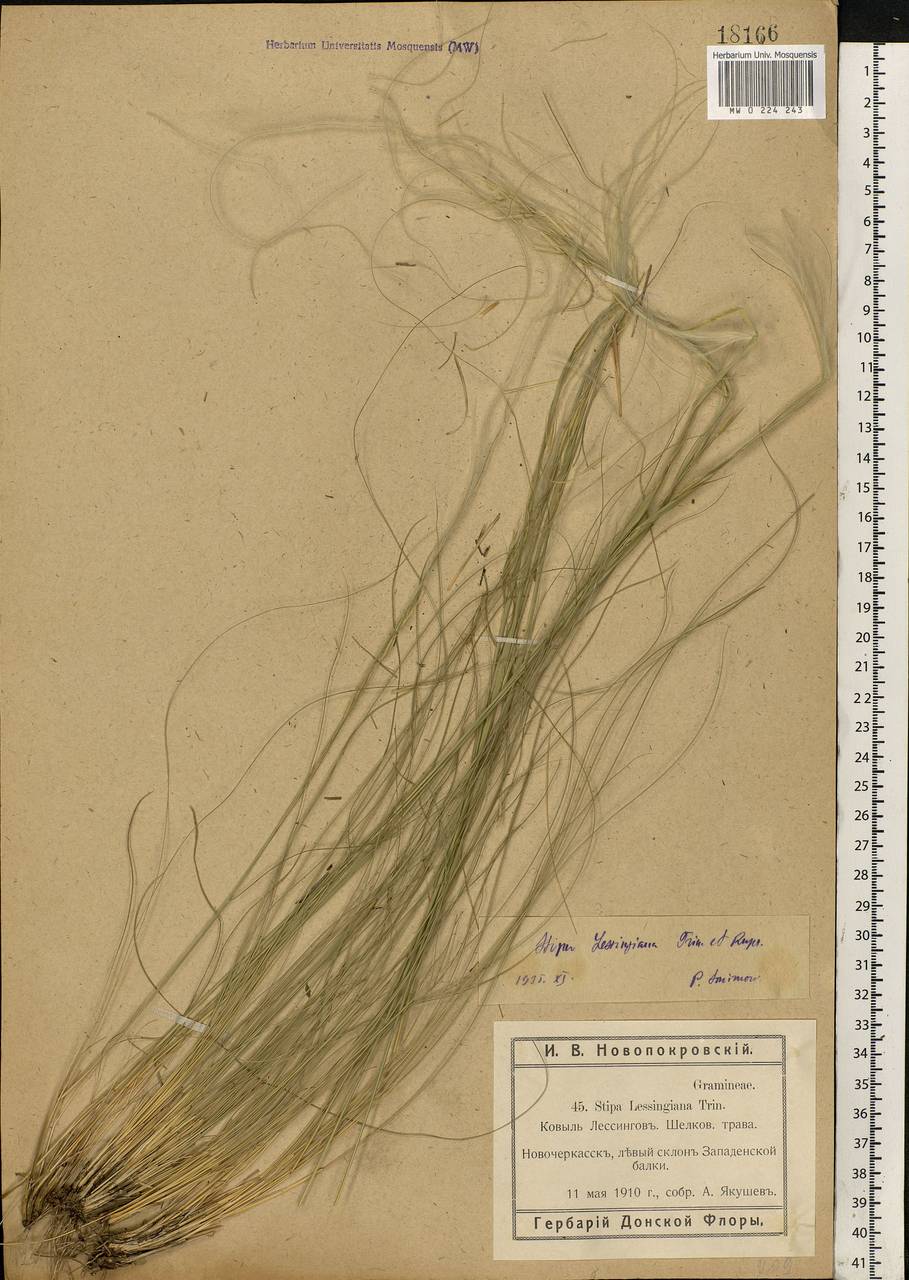 Stipa lessingiana Trin. & Rupr., Eastern Europe, Rostov Oblast (E12a) (Russia)