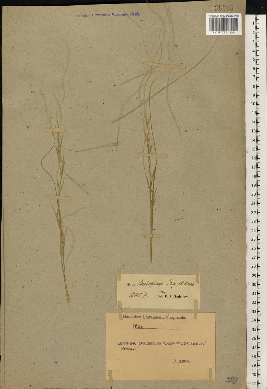 Stipa lessingiana Trin. & Rupr., Eastern Europe, Rostov Oblast (E12a) (Russia)