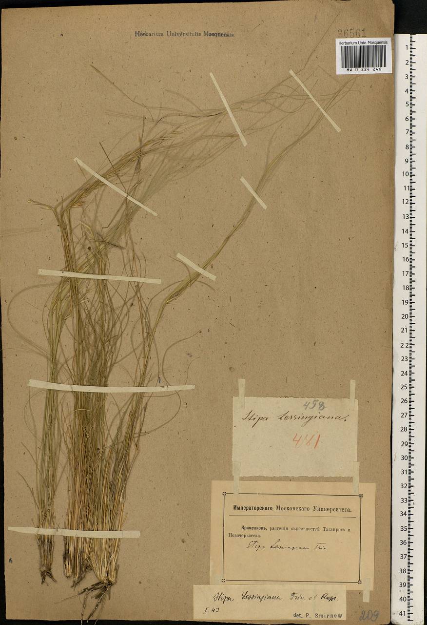 Stipa lessingiana Trin. & Rupr., Eastern Europe, Rostov Oblast (E12a) (Russia)