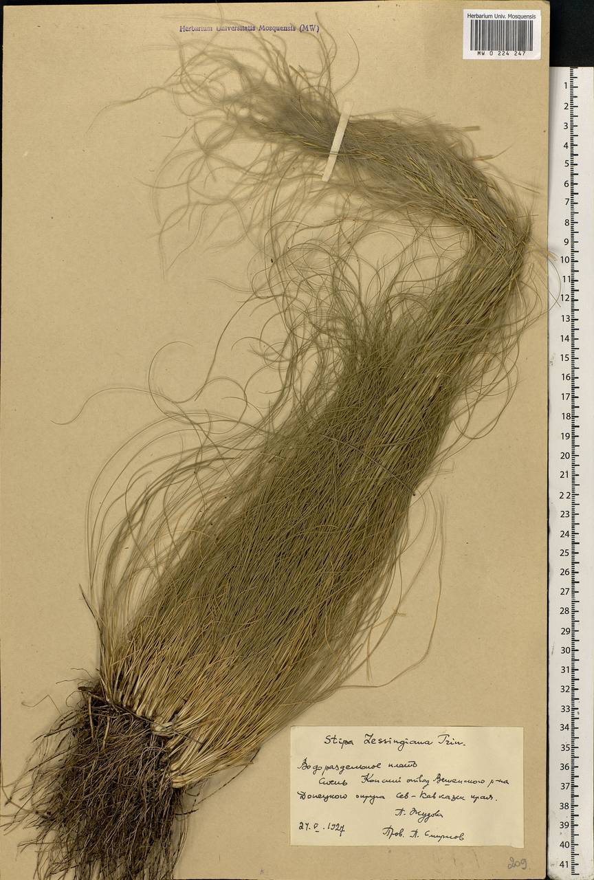 Stipa lessingiana Trin. & Rupr., Eastern Europe, Rostov Oblast (E12a) (Russia)
