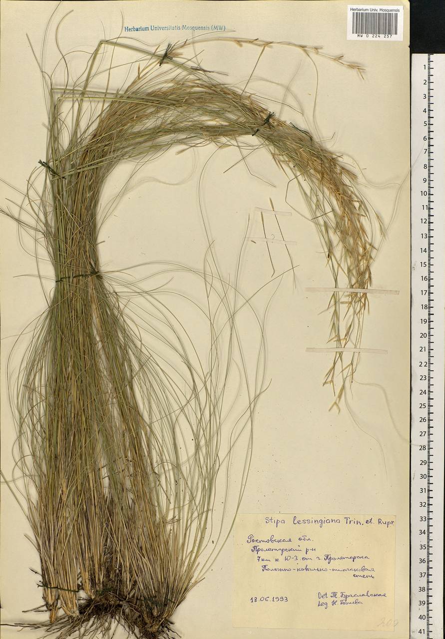 Stipa lessingiana Trin. & Rupr., Eastern Europe, Rostov Oblast (E12a) (Russia)