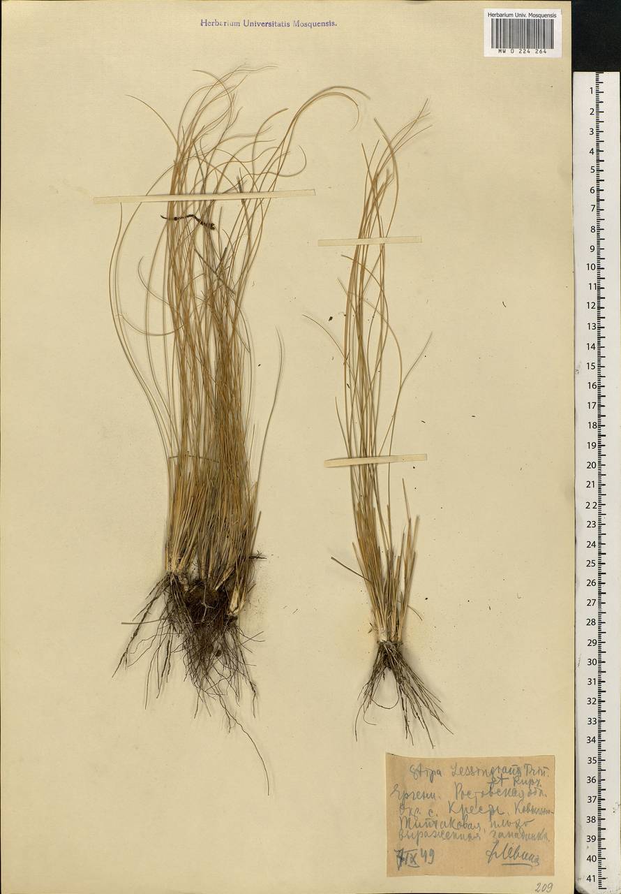 Stipa lessingiana Trin. & Rupr., Eastern Europe, Rostov Oblast (E12a) (Russia)