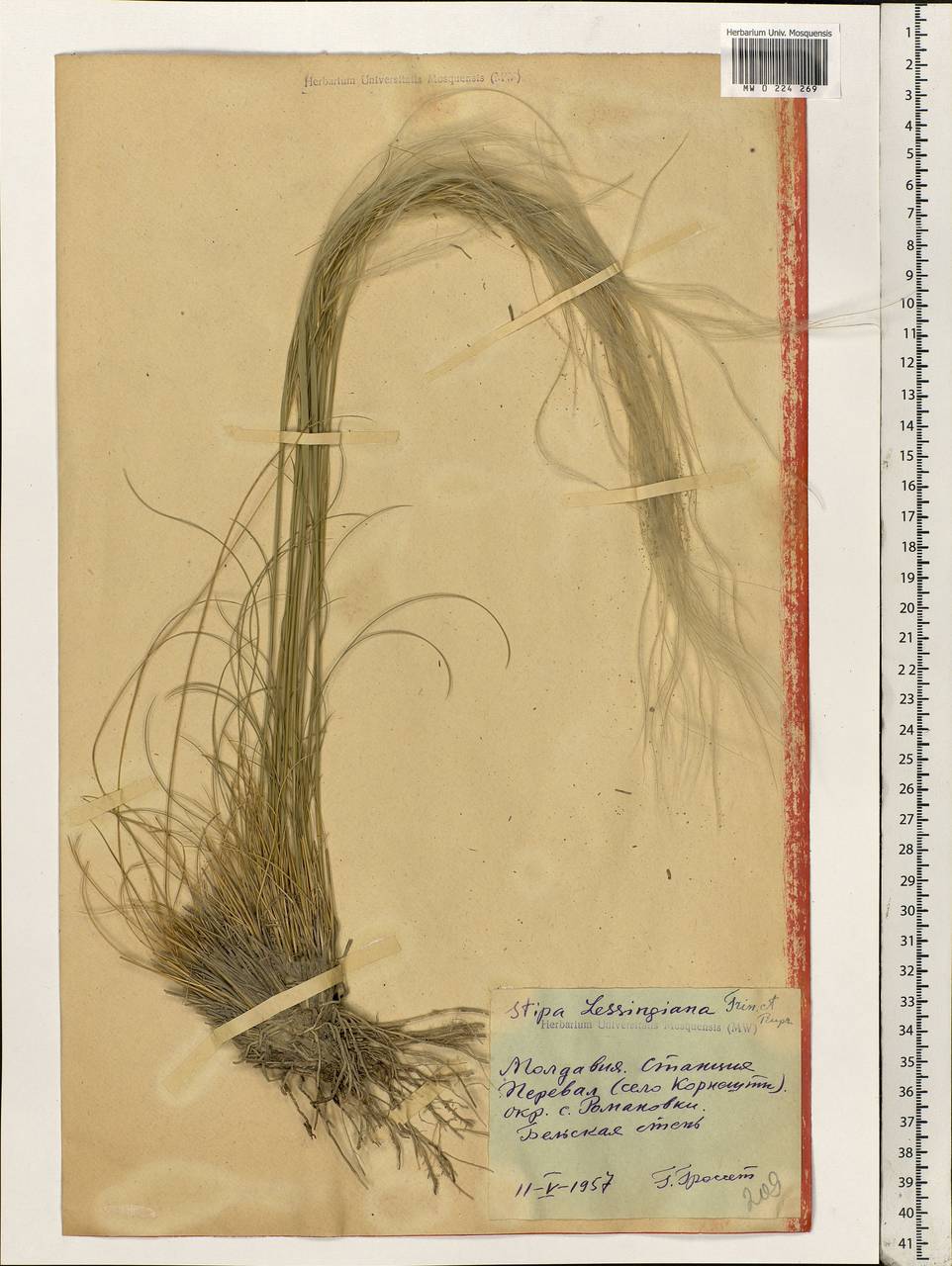 Stipa lessingiana Trin. & Rupr., Eastern Europe, Moldova (E13a) (Moldova)