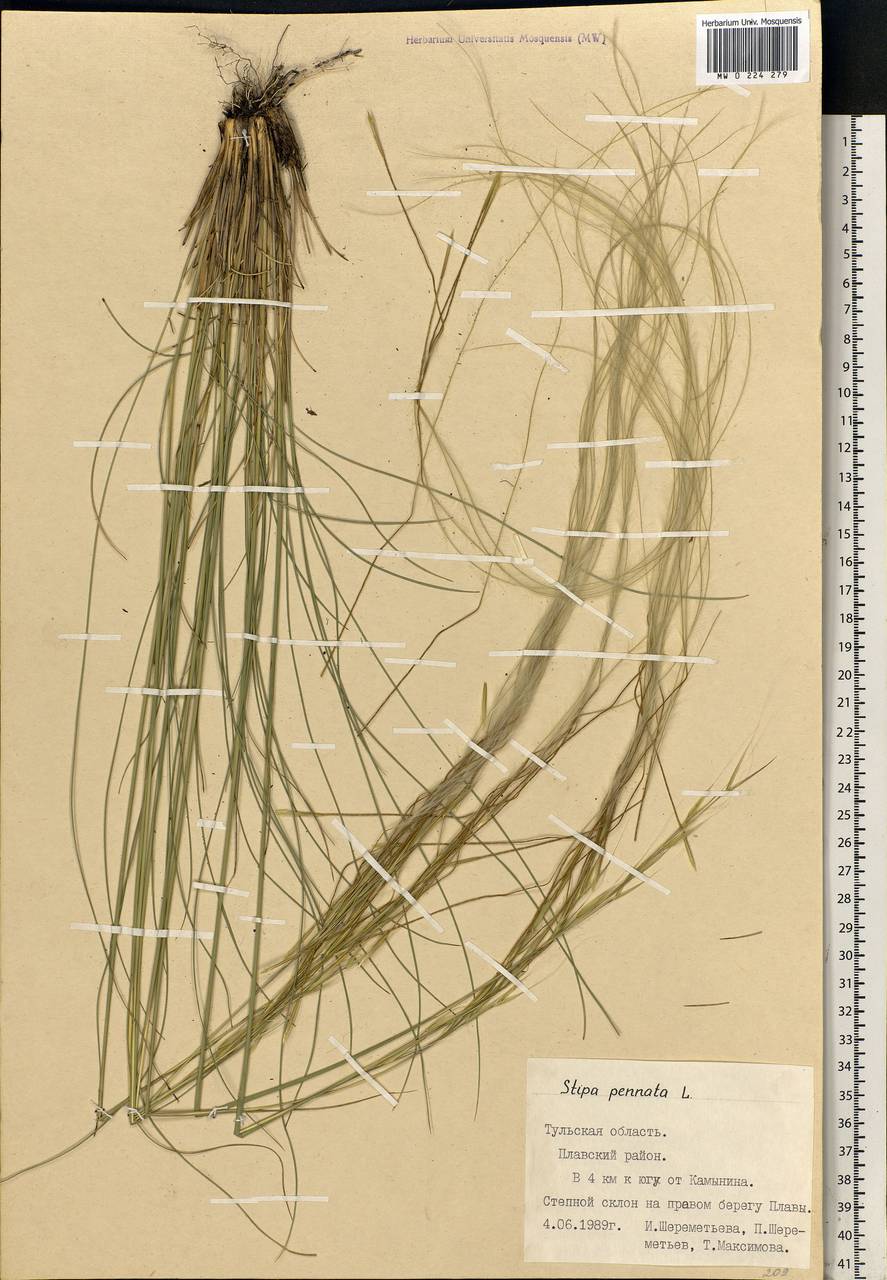 Stipa pennata L., Eastern Europe, Central region (E4) (Russia)