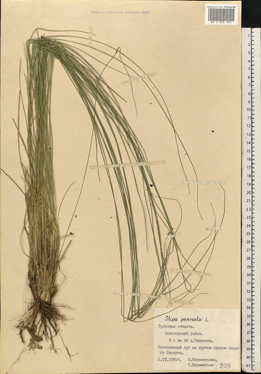 Stipa pennata L., Eastern Europe, Central region (E4) (Russia)