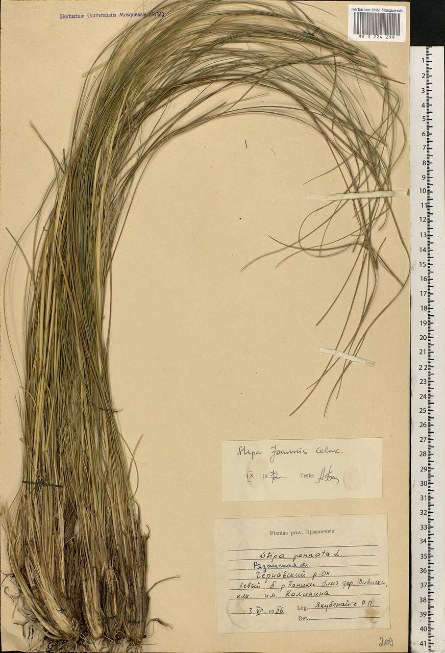 Stipa pennata L., Eastern Europe, Central region (E4) (Russia)