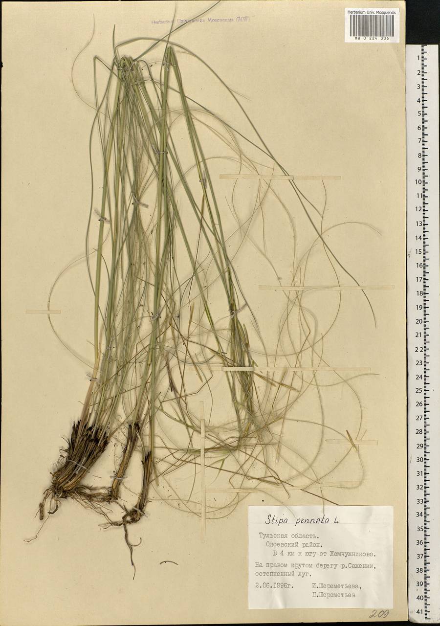 Stipa pennata L., Eastern Europe, Central region (E4) (Russia)