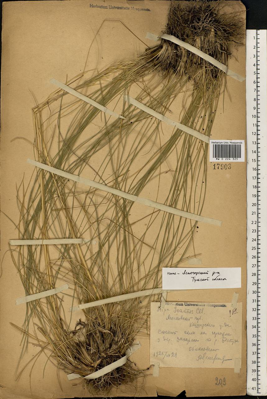 Stipa pennata L., Eastern Europe, Central region (E4) (Russia)