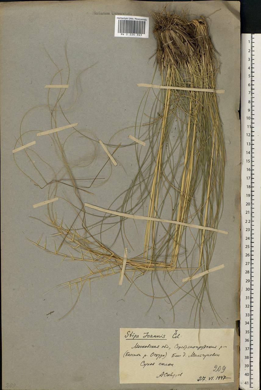 Stipa pennata L., Eastern Europe, Moscow region (E4a) (Russia)