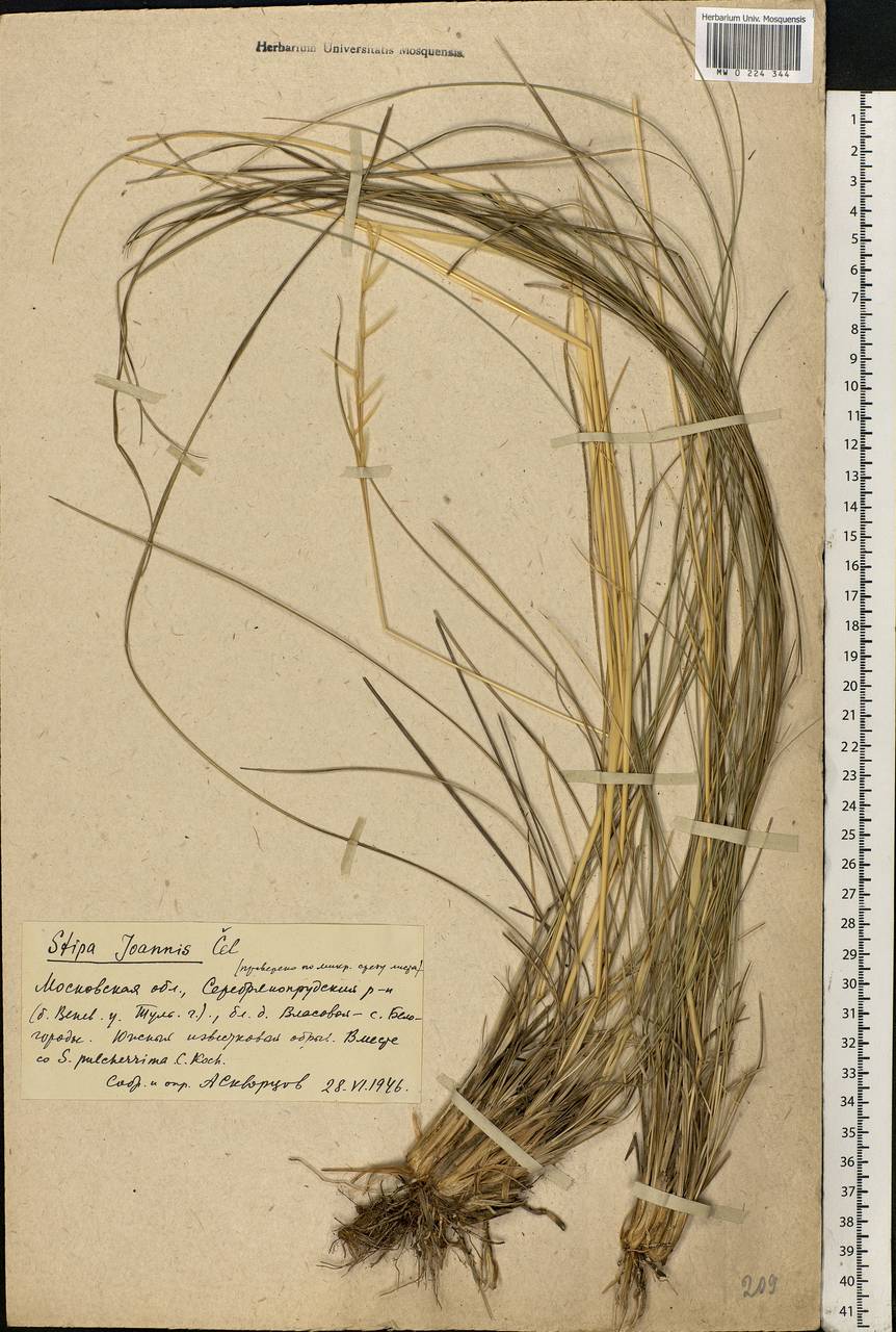 Stipa pennata L., Eastern Europe, Moscow region (E4a) (Russia)