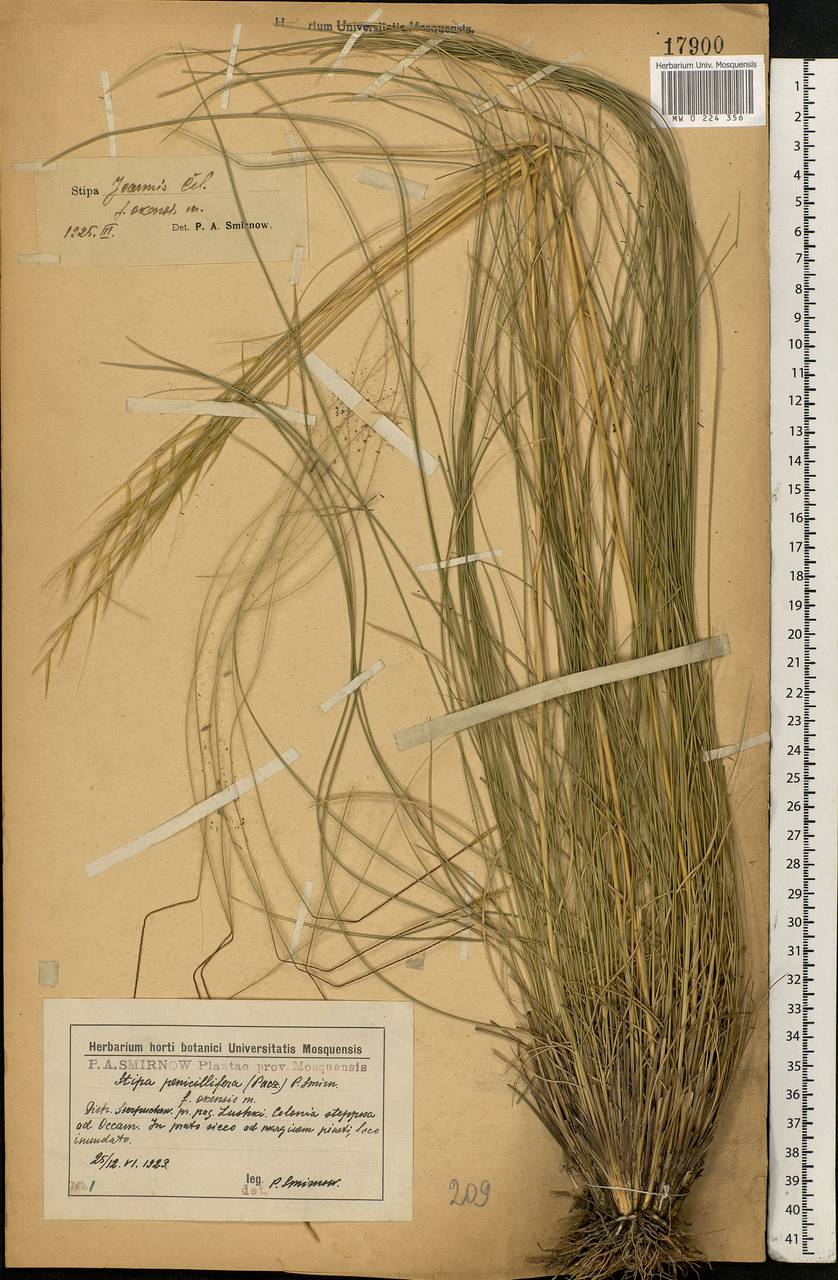 Stipa pennata L., Eastern Europe, Moscow region (E4a) (Russia)