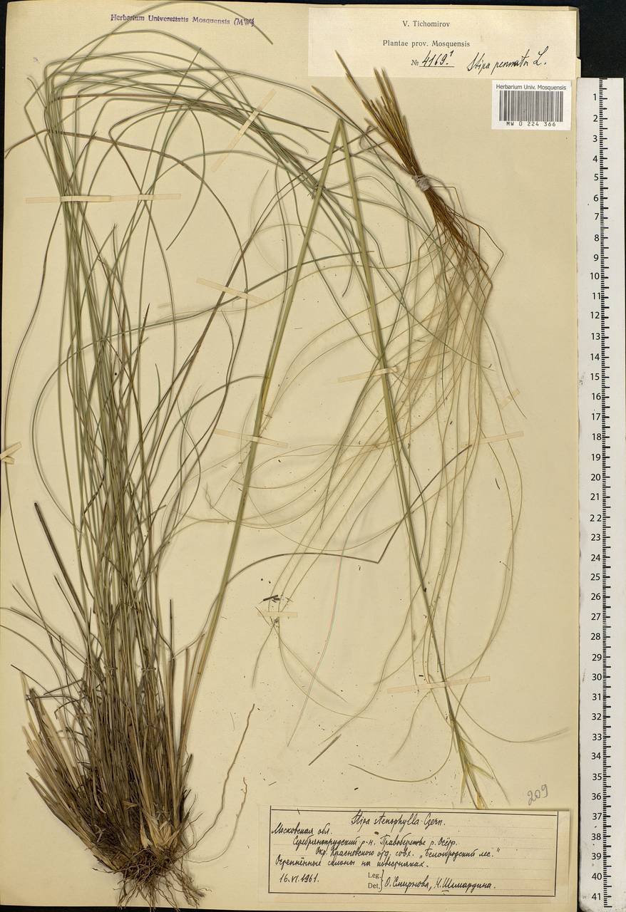 Stipa pennata L., Eastern Europe, Moscow region (E4a) (Russia)