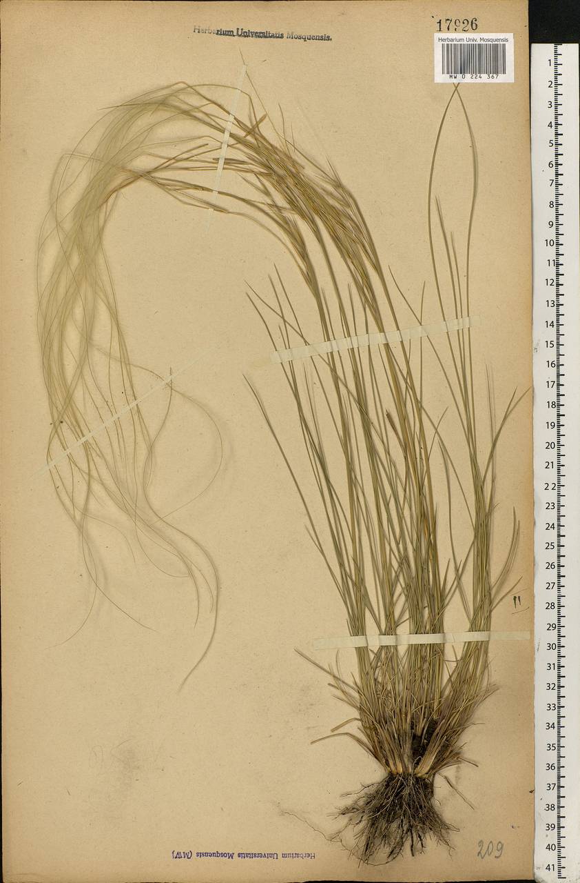 Stipa pennata L., Eastern Europe, Moscow region (E4a) (Russia)