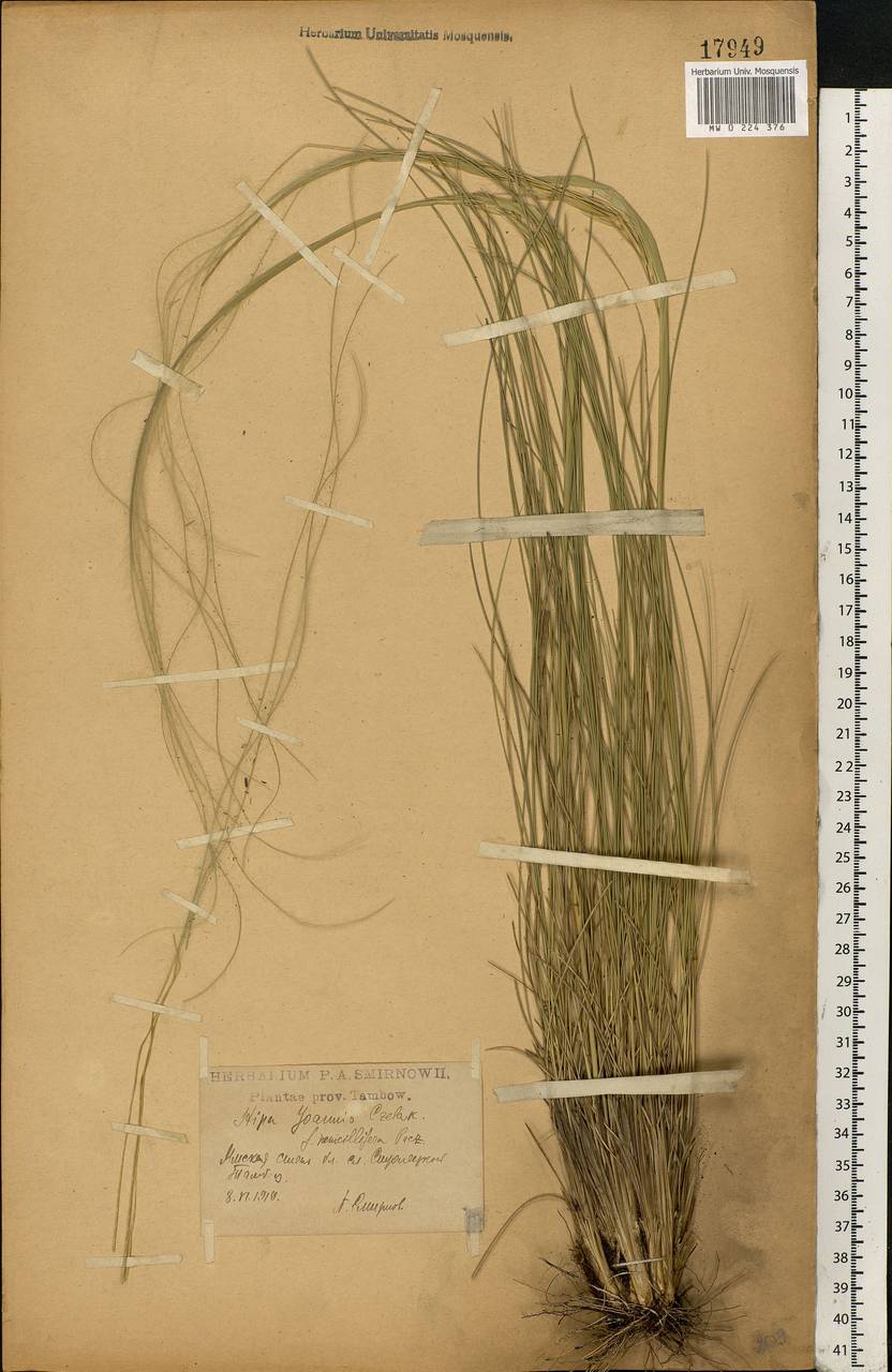 Stipa pennata L., Eastern Europe, Central forest-and-steppe region (E6) (Russia)