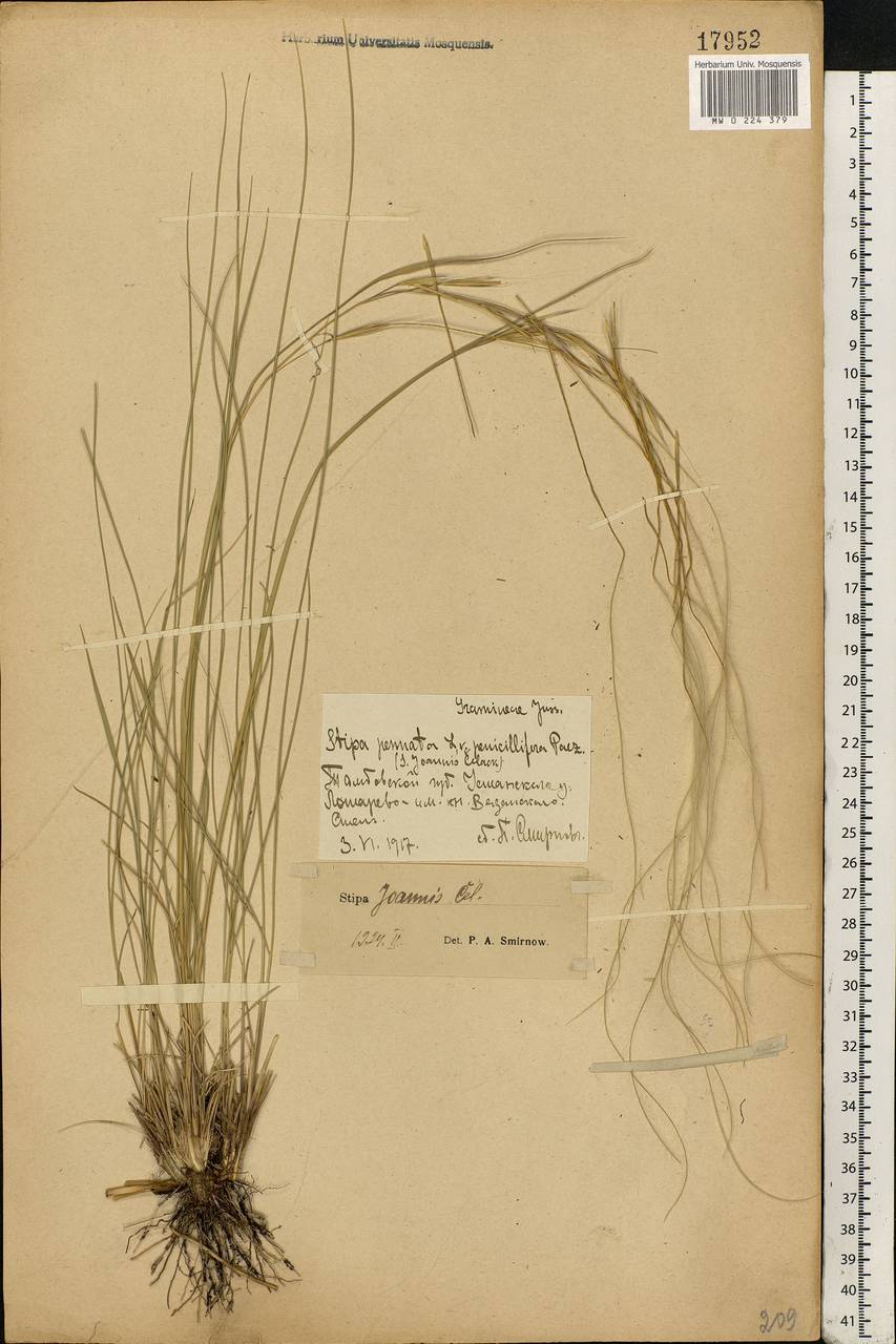 Stipa pennata L., Eastern Europe, Central forest-and-steppe region (E6) (Russia)