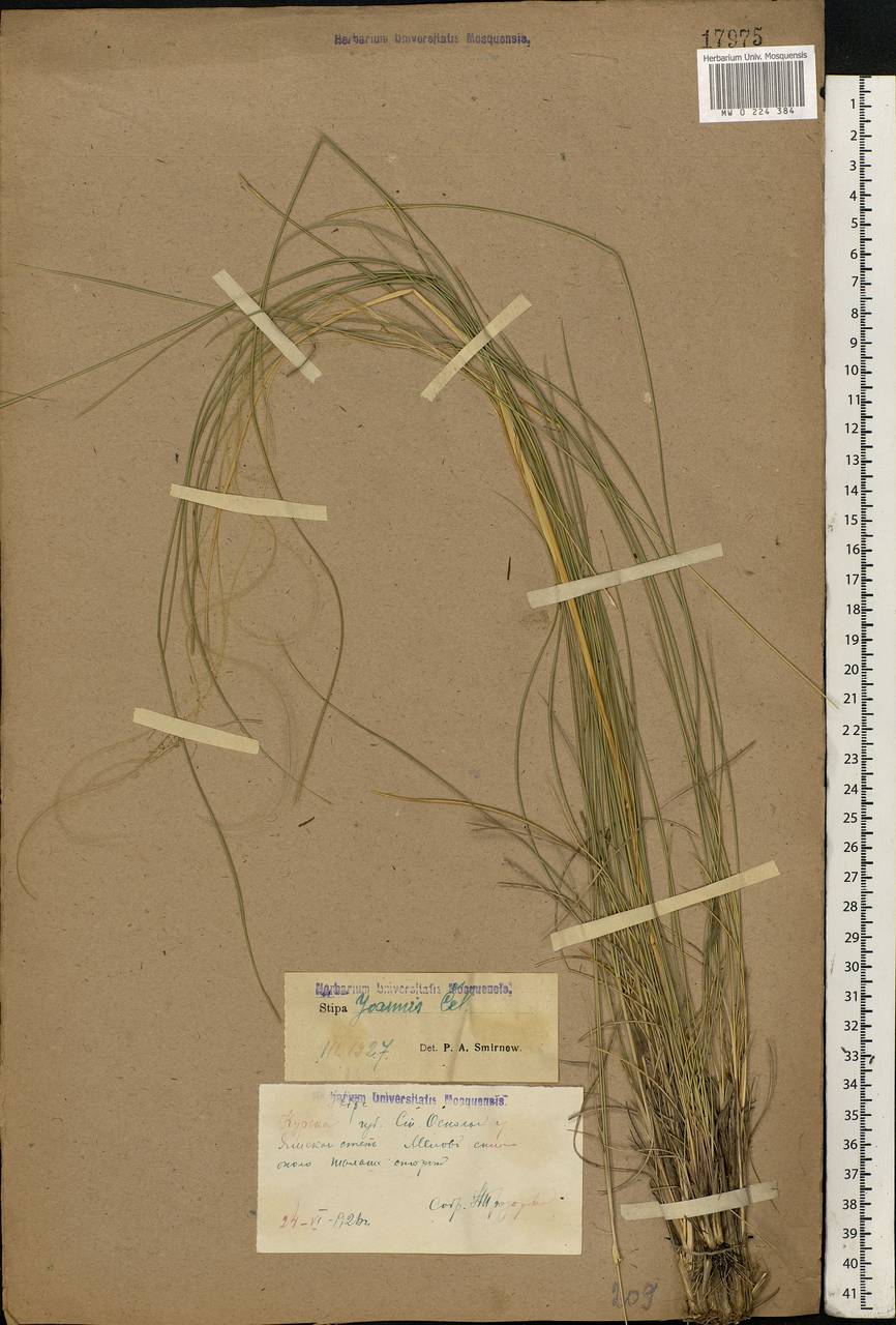 Stipa pennata L., Eastern Europe, Central forest-and-steppe region (E6) (Russia)