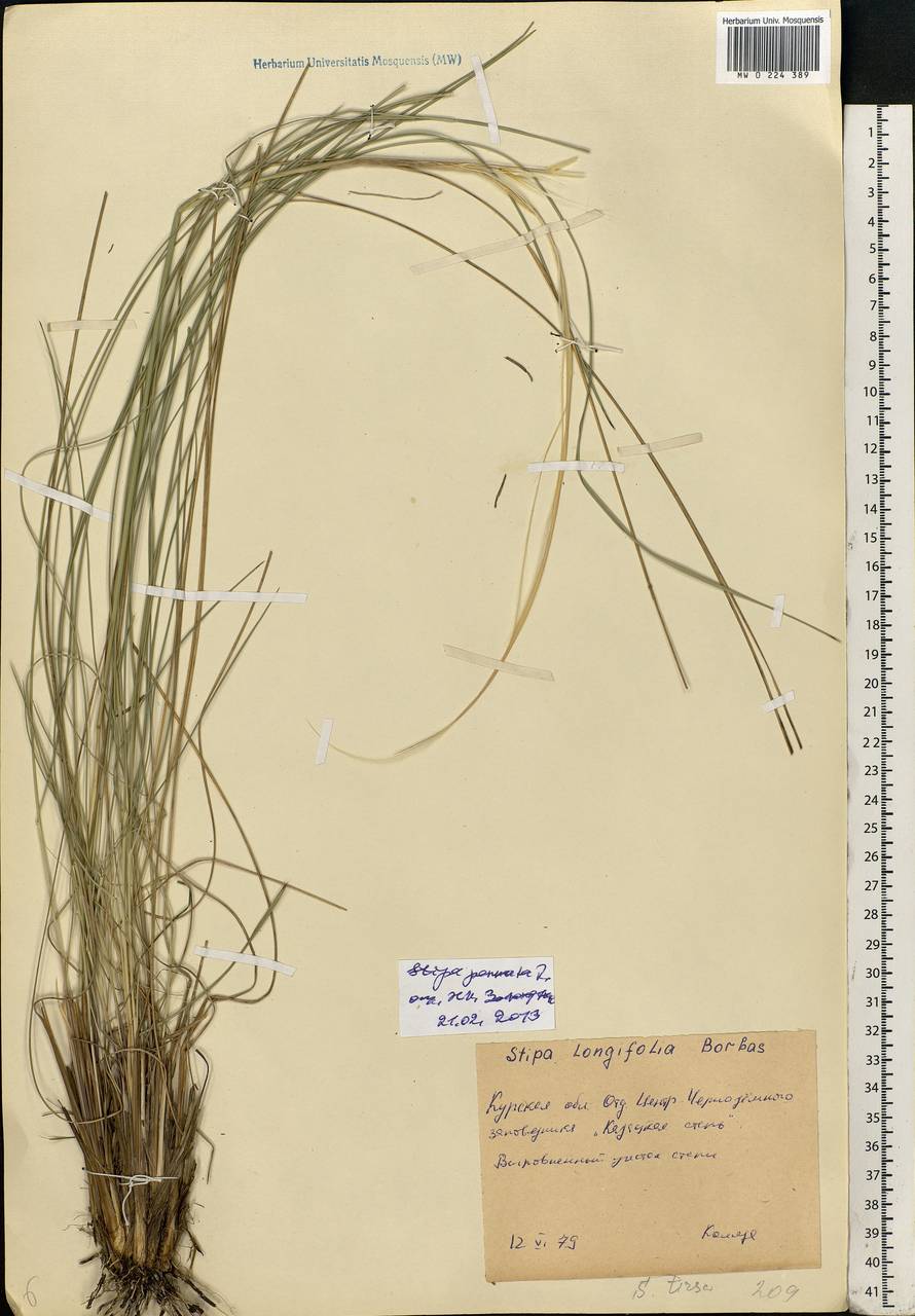 Stipa pennata L., Eastern Europe, Central forest-and-steppe region (E6) (Russia)