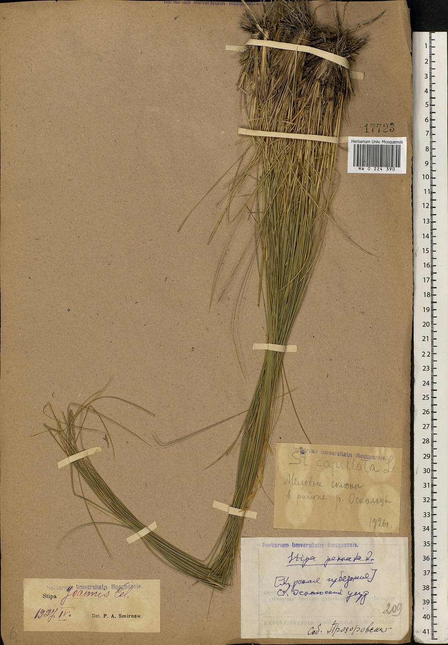 Stipa pennata L., Eastern Europe, Central forest-and-steppe region (E6) (Russia)