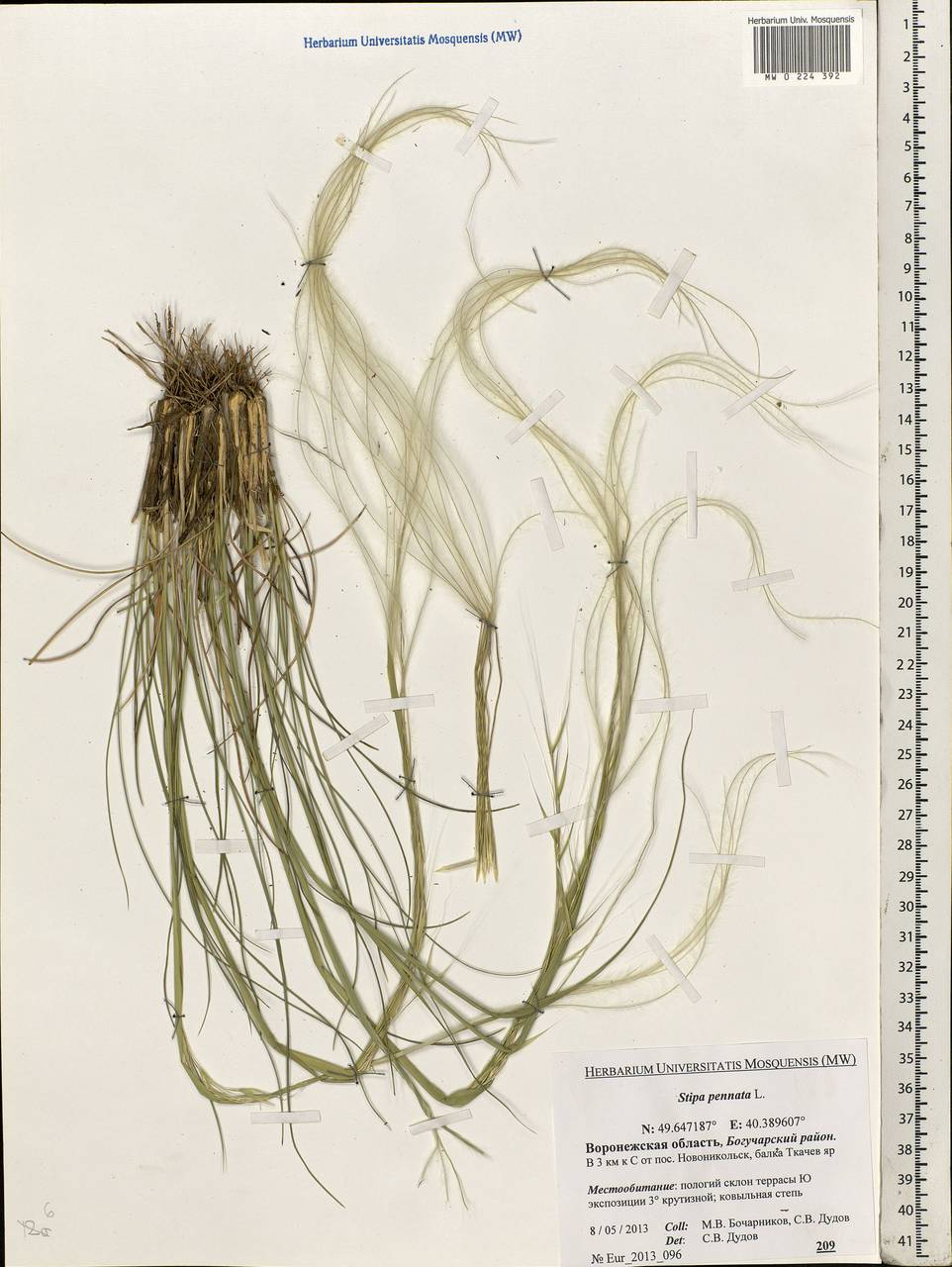 Stipa pennata L., Eastern Europe, Central forest-and-steppe region (E6) (Russia)
