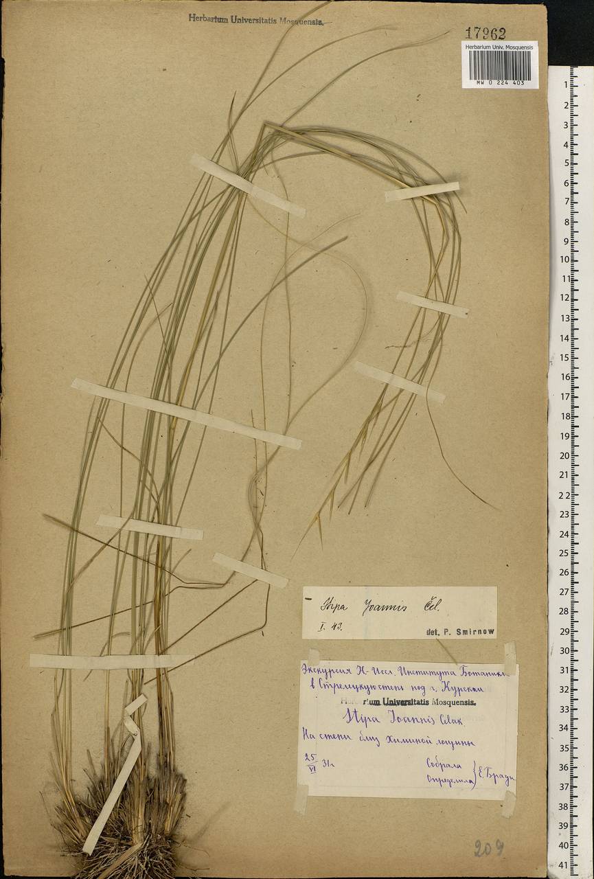 Stipa pennata L., Eastern Europe, Central forest-and-steppe region (E6) (Russia)