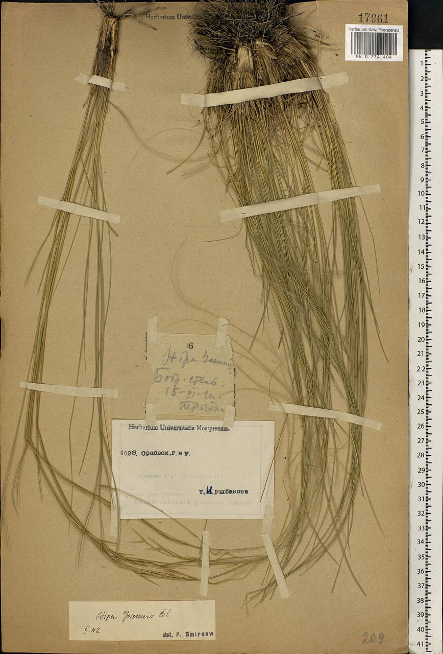 Stipa pennata L., Eastern Europe, Central forest-and-steppe region (E6) (Russia)