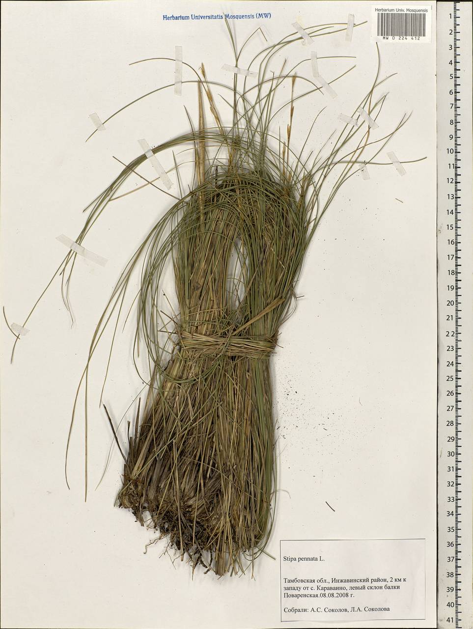 Stipa pennata L., Eastern Europe, Central forest-and-steppe region (E6) (Russia)