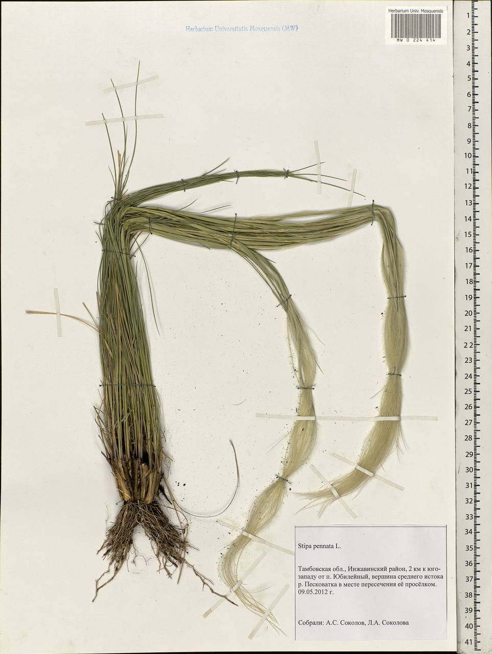 Stipa pennata L., Eastern Europe, Central forest-and-steppe region (E6) (Russia)