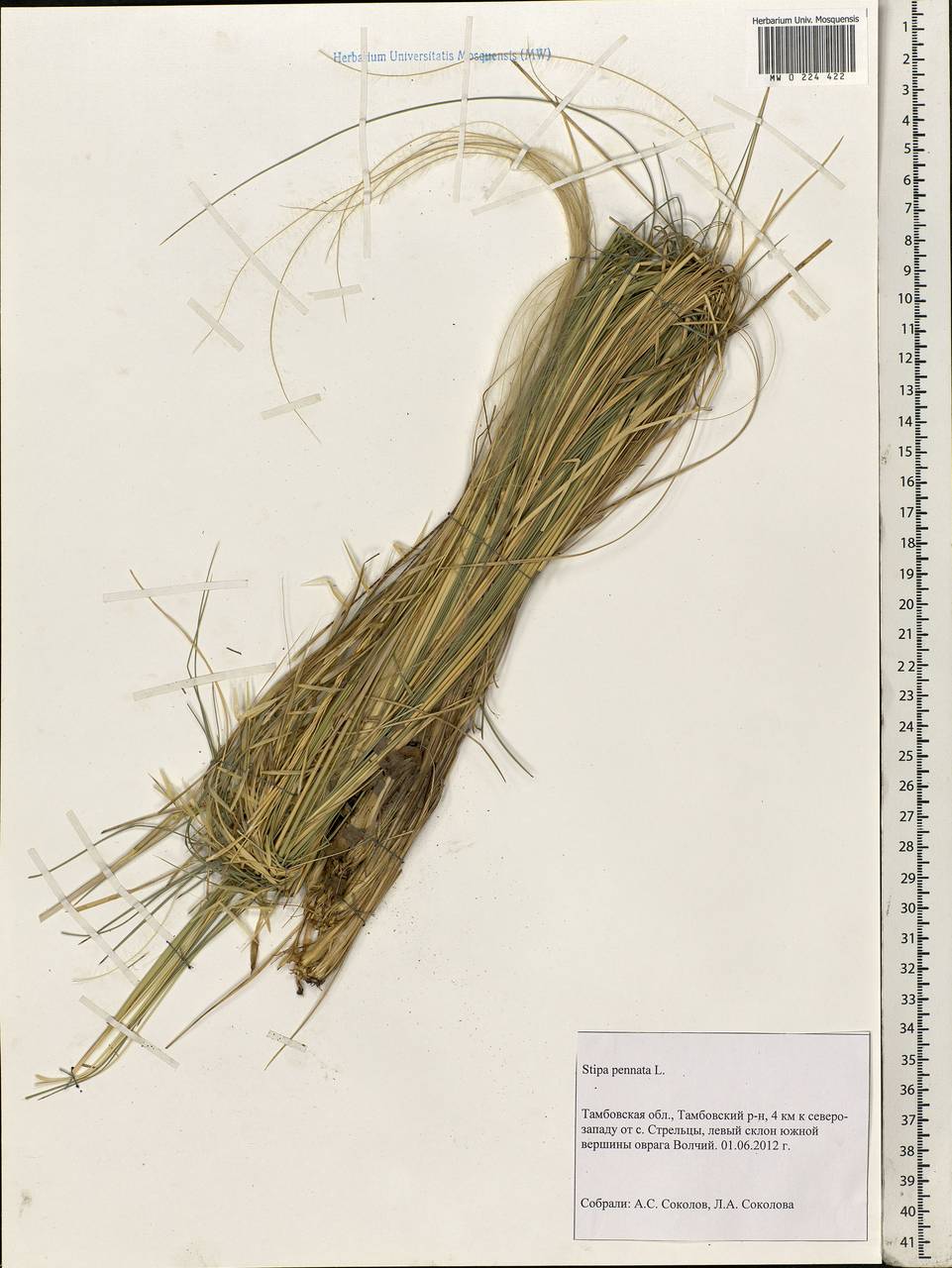 Stipa pennata L., Eastern Europe, Central forest-and-steppe region (E6) (Russia)