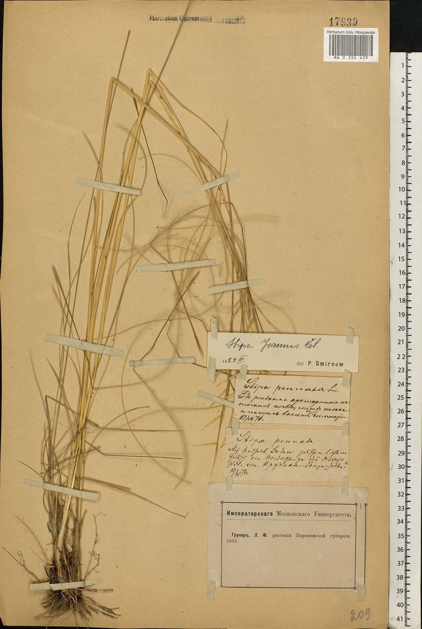 Stipa pennata L., Eastern Europe, Central forest-and-steppe region (E6) (Russia)