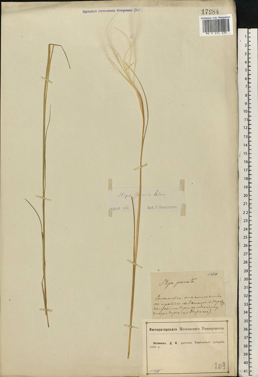 Stipa pennata L., Eastern Europe, Central forest-and-steppe region (E6) (Russia)