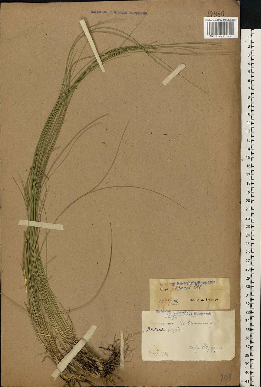 Stipa pennata L., Eastern Europe, Central forest-and-steppe region (E6) (Russia)