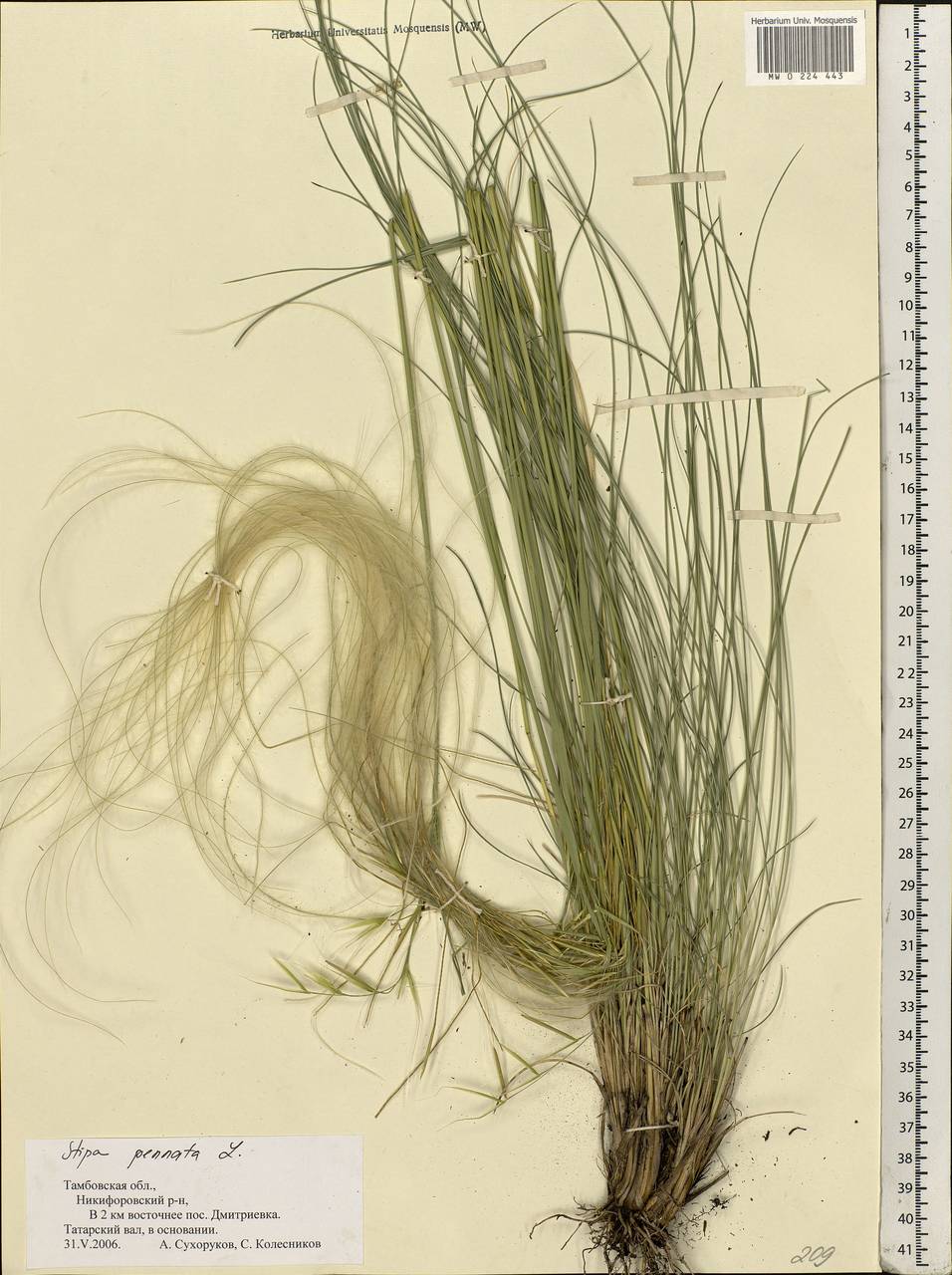 Stipa pennata L., Eastern Europe, Central forest-and-steppe region (E6) (Russia)